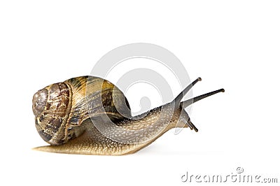 Garden snail Stock Photo