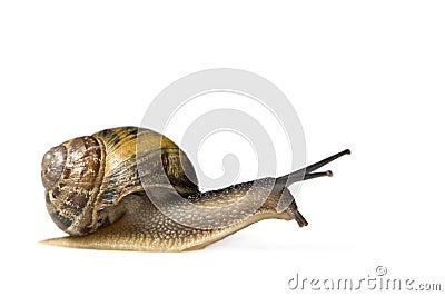 Garden snail Stock Photo