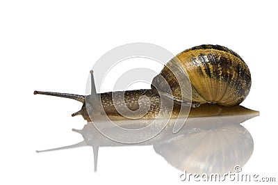 Garden snail Stock Photo