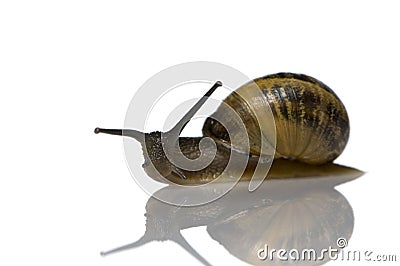 Garden snail Stock Photo