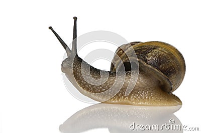 Garden snail Stock Photo