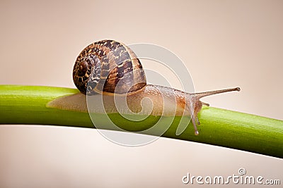 Garden snail crawling on green stem Stock Photo