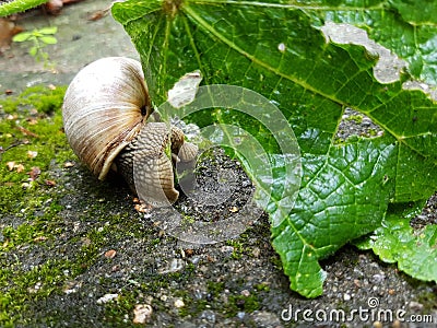 Garden Snail Eating Leaf Stock Photo