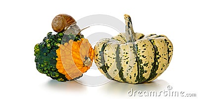 Garden snail on fresh pumpkin isolated. Stock Photo