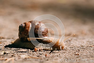 Garden Snail Gliding On Ground In Sunny Summer Day Stock Photo