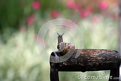Garden snail (Helix aspersa) Stock Photo