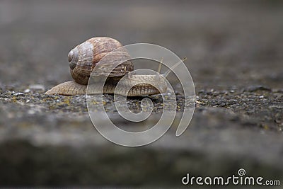 Garden snail Stock Photo