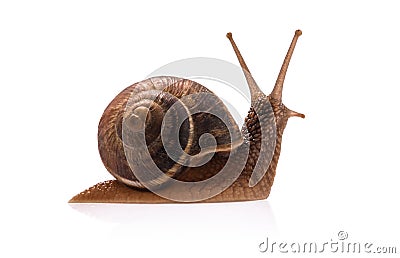 Garden snail isolated on white background Stock Photo