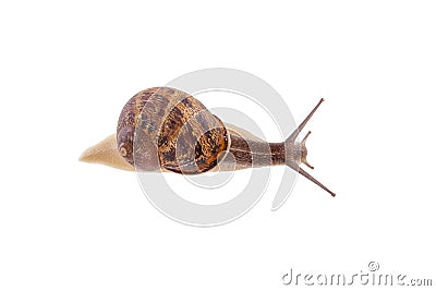 Garden snail isolated Stock Photo