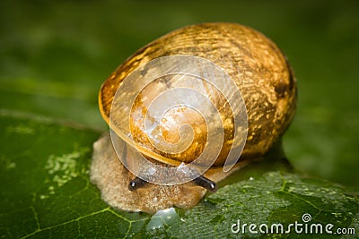 Garden Snail Leaf Stock Photo