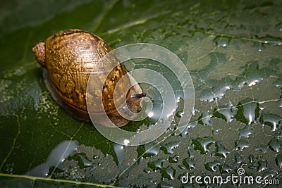 Garden Snail Leaf Stock Photo