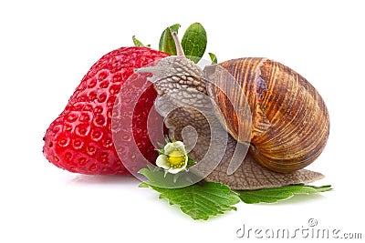 garden snail and strawberry Stock Photo