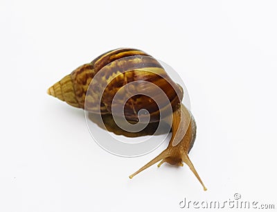 Garden snail on white background Stock Photo