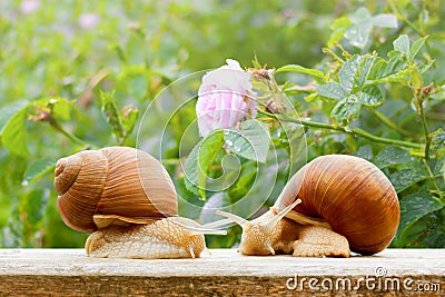 Garden snails closeup rose wet spring Stock Photo