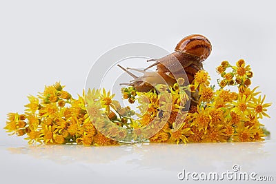 Garden Snails on yellow flowers of Jacobaea vulgaris on a white background. Stock Photo