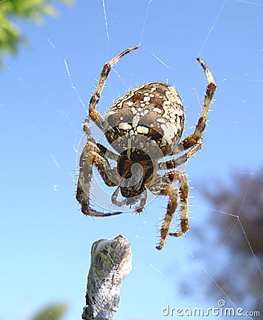 Garden Spider Stock Photo