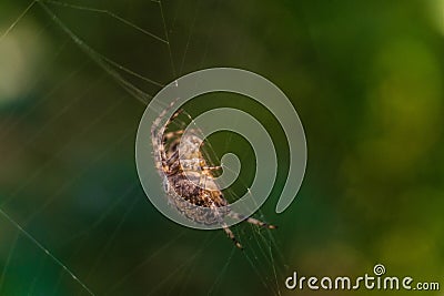 Garden-spider araneus in the center of web. Natural background with green bokeh. Stock Photo