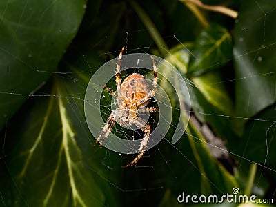 A garden spider building a web Stock Photo