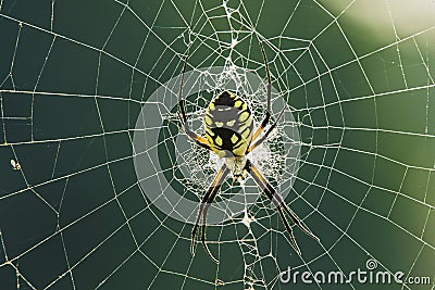 Garden spider Stock Photo