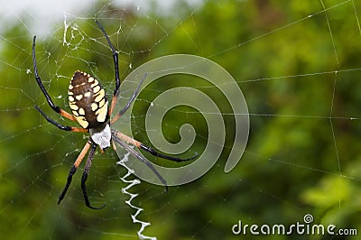 Garden spider on a web Stock Photo