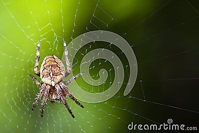 Garden Spider Web Macro Stock Photo