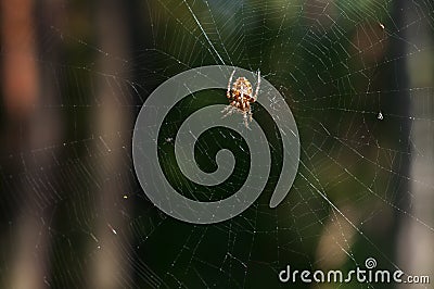 Garden spider on web. Stock Photo