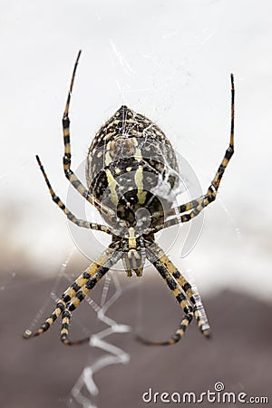 Garden Spider Yellow and Black Stock Photo