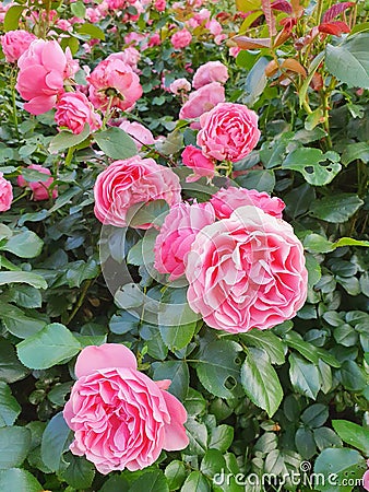 Garden spray pink roses a lot. Close up, lifestyle. Gardening metropolis concept. Stock Photo