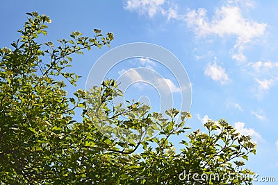 Garden in spring. Blooming shrub of viburnum on the background of blue sky with white clouds Stock Photo