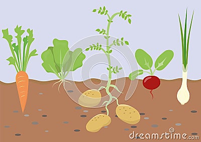 Garden with spring vegetables in soil. Cartoon flat illustration in childish style. Vector Illustration
