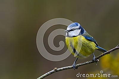 Garden springtime blue tit Stock Photo