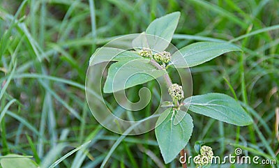 Garden spurge Scientific name: Euphorbia hirta Stock Photo