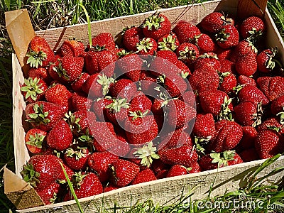 Garden Strawberries in a Box Stock Photo