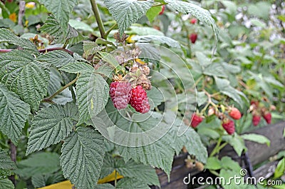 Garden strawberries with red berries Stock Photo