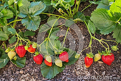 Garden strawberries ripening in organic garden Stock Photo