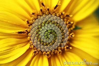 Garden sunflower seeds close up, macro photography. Stock Photo