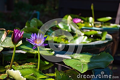 Amazing stunning beautiful colorful water lilies blooming in the garden of the Tao Hong Tai Ceramics Factory in Ratchaburi Stock Photo