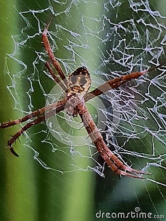 a spider is waiting for prey Stock Photo