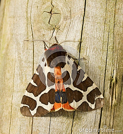 Garden Tiger Moth Stock Photo