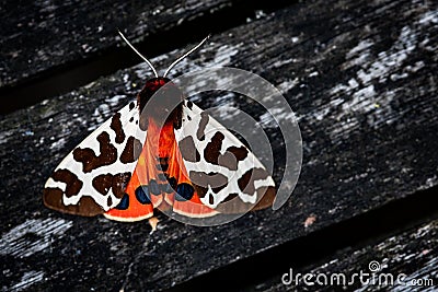 Garden tiger moth Stock Photo