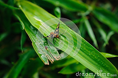 Garden Tiger Moth Amata huebneri on grass Stock Photo