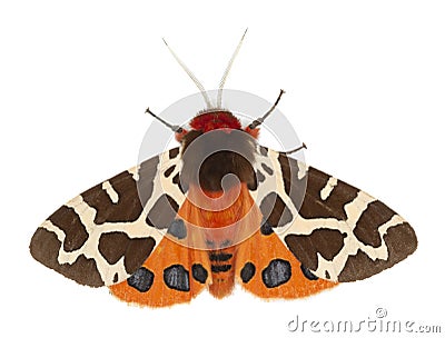 Garden tiger moth, Arcrtia caja isolated on white background Stock Photo