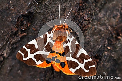 Garden Tiger moth - Arctia caja Stock Photo