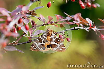 Garden tiger moth Arctia caja on the bush Stock Photo