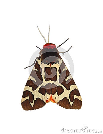 Garden tiger moth (Arctia caja) Stock Photo