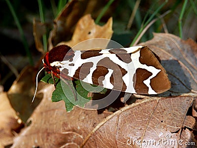 Garden Tiger Moth Stock Photo