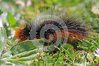 Garden Tiger moth caterpillar Stock Photo