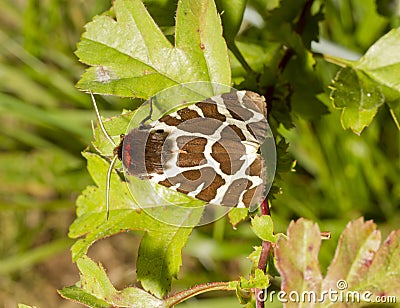 Garden Tiger Moth on leaf Stock Photo
