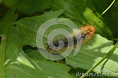 Garden tiger moth Stock Photo