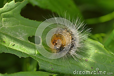 Garden tiger moth Stock Photo